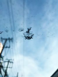 Close-up of spider on window against sky