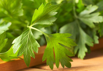 Close-up of green leaves on table