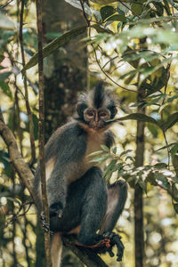 Low angle view of monkey on tree