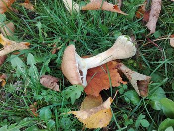 High angle view of mushrooms on field