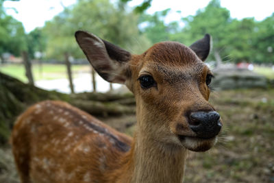 Close-up portrait of deer