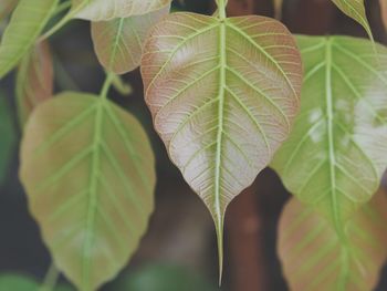 Close-up of maple leaf
