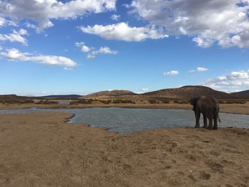 Elephant on beach against sky