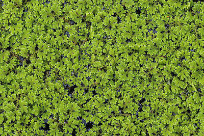 Full frame shot of leaves floating on land