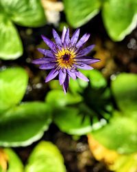 Close-up of purple flowering plant