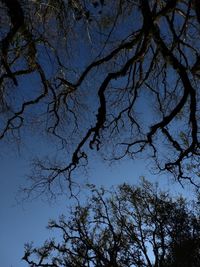 Low angle view of tree against blue sky