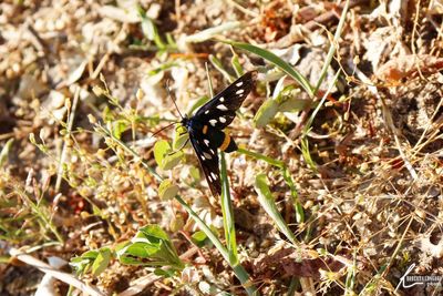 Close-up of butterfly on ground