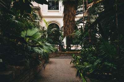 Plants along trees