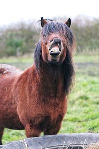 Portrait of horse on field