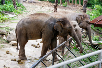 Close-up of elephant