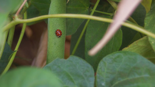 Ladybug in organic garden