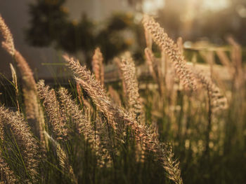 Close-up of stalks in field