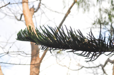 Close-up of frost on branch