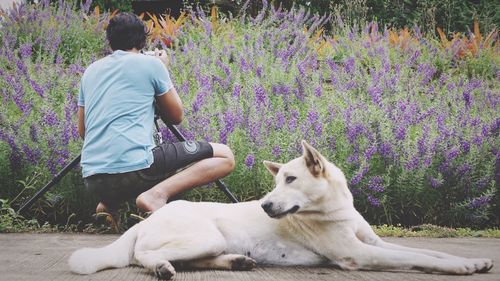 Rear view of man photographing purple flowers by dog resting on footpath