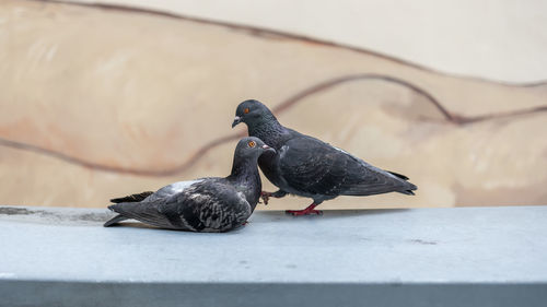 Pigeon perching on a wall