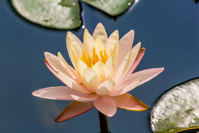 Close-up of lotus water lily in lake