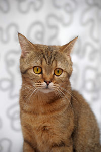 Close-up portrait of tabby cat