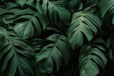 Full frame shot of green leaves