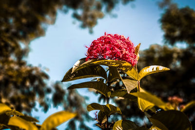 Close-up of pink flowering plant leaves