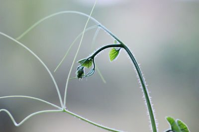 Close-up of plant