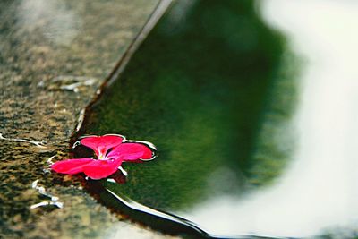 Close-up of pink flowers