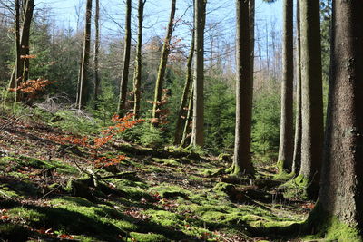 Trees in forest