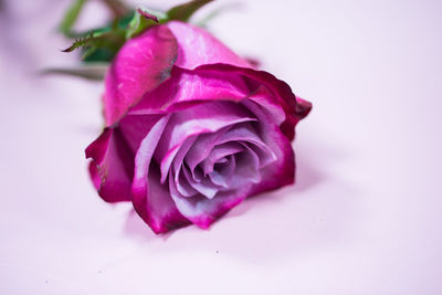 Close-up of pink rose against white background