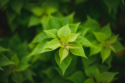 Close-up of green leaves on plant at field