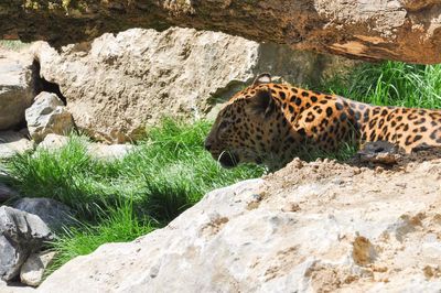 View of tiger on rock