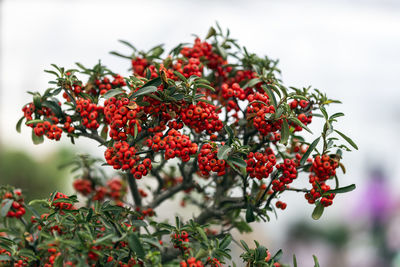 Red berries growing on tree