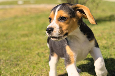 pet
