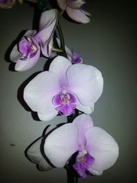 Close-up of pink orchids blooming outdoors