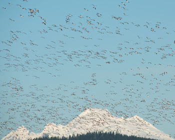 Flock of birds flying against clear sky