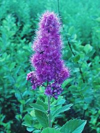 Close-up of purple flowers blooming outdoors