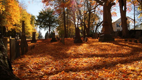 Trees in autumn against sky