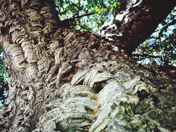 Low angle view of squirrel on tree in forest