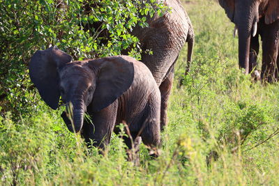 Elephant in a field