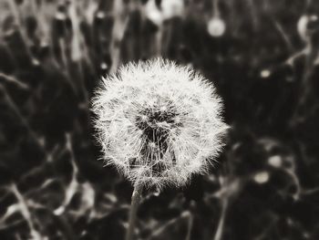 Close-up of dandelion against blurred background