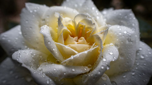 Close-up of wet rose in rainy season