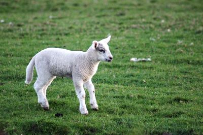 Sheep standing in a field