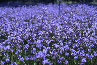 Close-up of purple lavender flowers in field