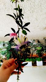 Close-up of hand holding flowers