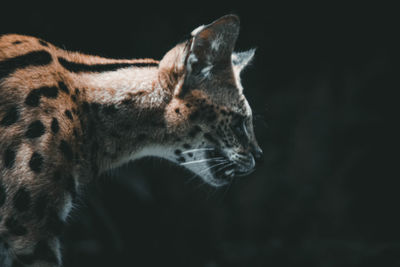 Close-up of a cat looking away