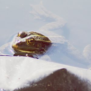 Close-up of turtle in water