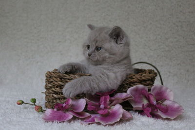 Close-up of kitten sitting by flowers