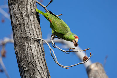 Red crowned parrot eating in a sweetgum tree