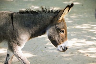 Close-up of a horse on field