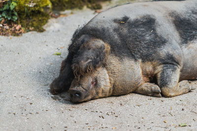 Close-up of a dog sleeping on street