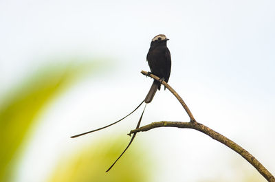 Close-up of bird perching on branch against clear sky