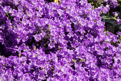 Close-up of purple flowering plants in park